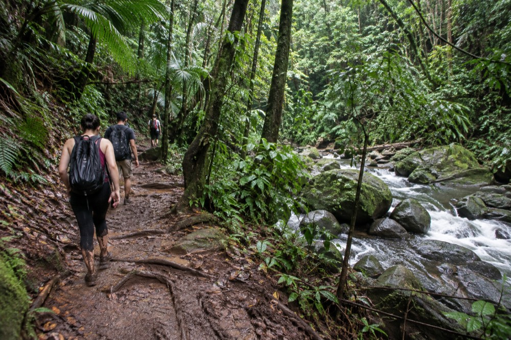 Small group of hikers on a muddy rainforest trail beside a stream