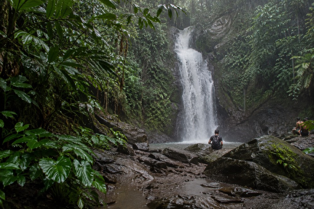 Rain falling through dense green canopy in a tropical rainforest