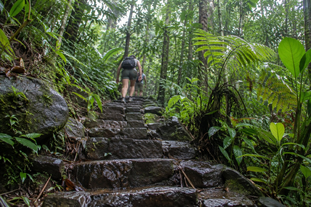 Lush green rainforest trail with wet stone steps and dense tropical foliage