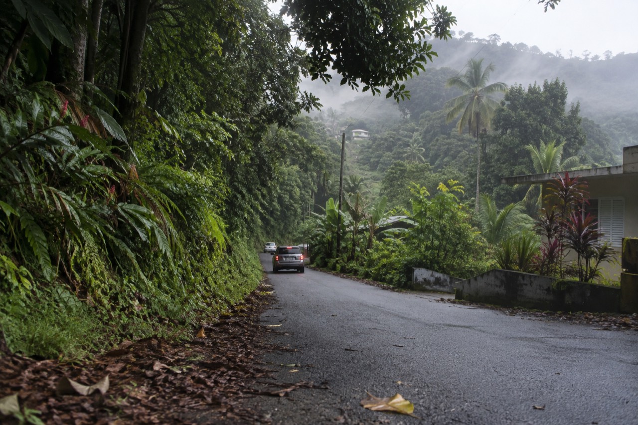 A winding forest road with dense green canopy on both sides under soft morning light